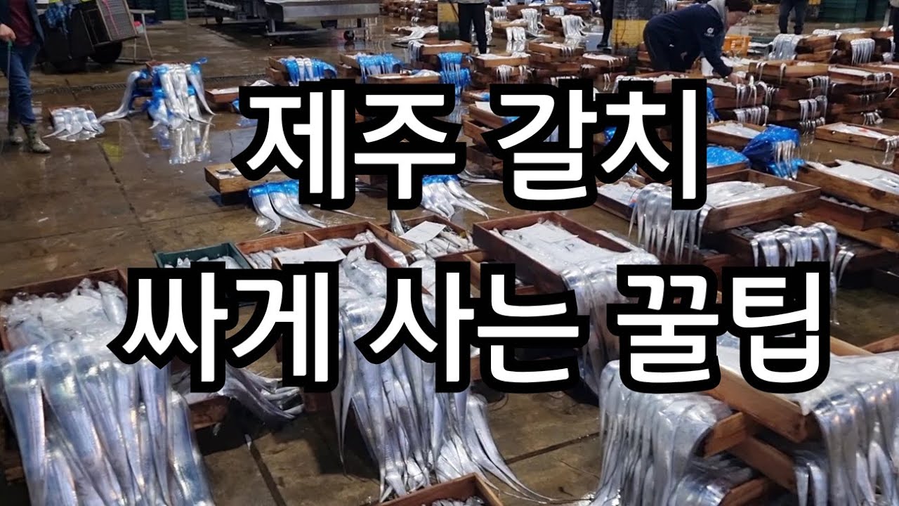 제주갈치 싸게 사는 꿀팁 | 제주도민의 갈치쇼핑 | 제주도 갈치 경매
