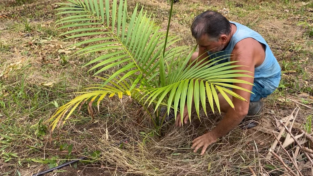O MELHOR ADUBO PARA O AÇAÍ. #açaí #rural #agro