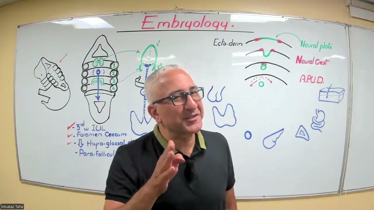 Thyroid Anatomy