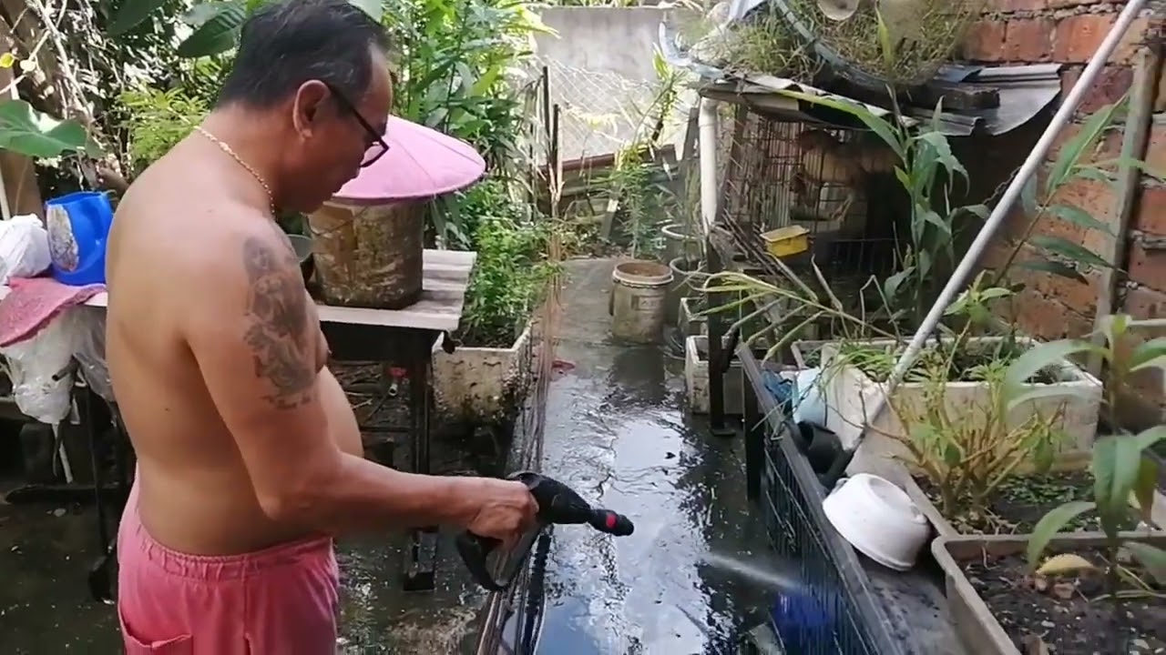 Pengawa lemai ari lima, meresike kebun belakang rumah