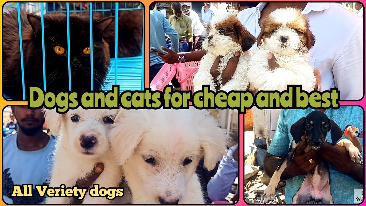 Dogs and Cats for Cheap and best price | chennai peta market | vlog #tamil #pets #dog