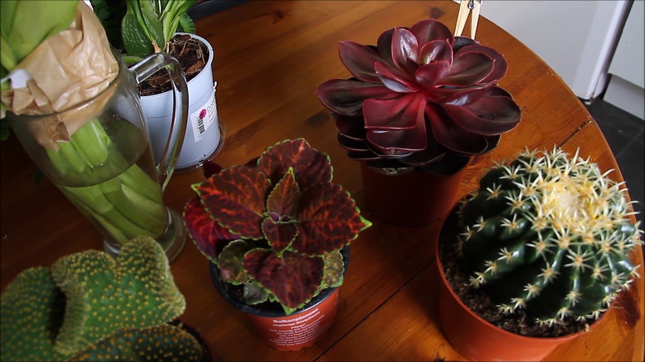 Cacti gifts for my Birthday from my LOVE Lynnie