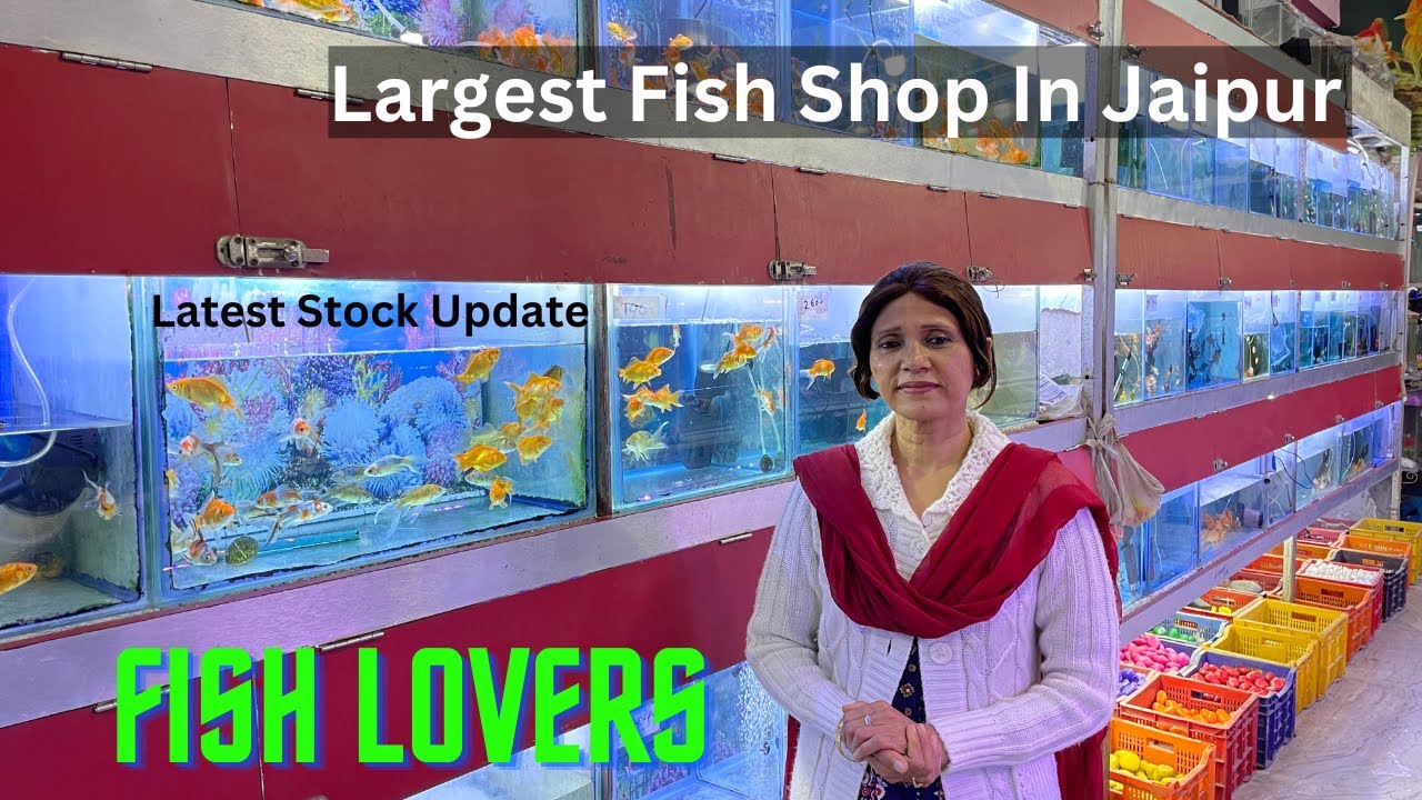 Fish lovers Aquarium Fish Shop Full Tour | part 1 | Tk pets | Latest Stock Update