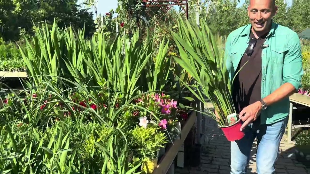 Garden Centrum kertészetben jártam. Sok sok évelőt és hortenziát láttam:)