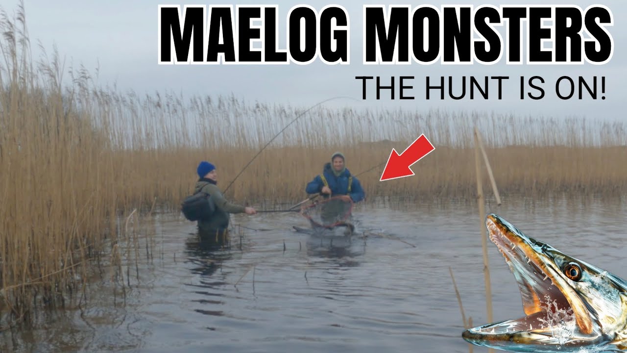 HUNTING THE UNKNOWN ! Llyn Maelog Pike Fishing #pikefishing