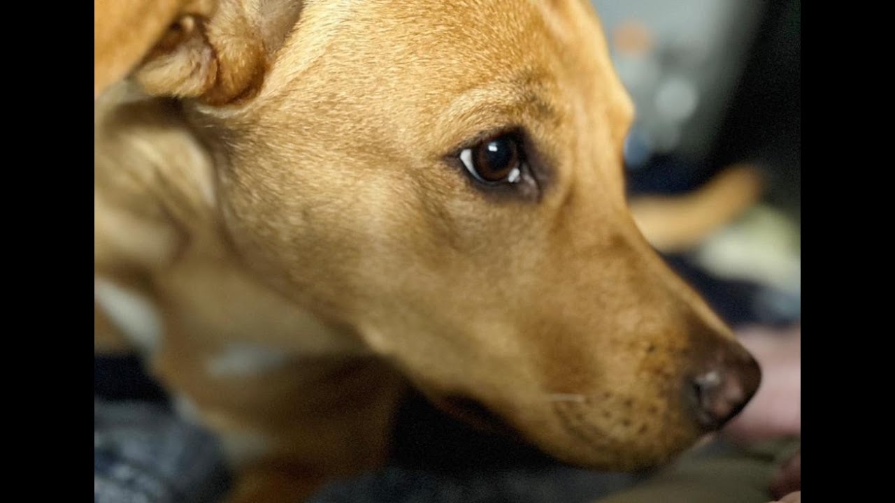 Tierliebe oder Tierleid? Die Psychologie unseres Umgangs mit Tieren“