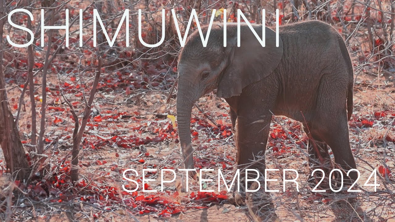 SHIMUWINI IN SEPTEMBER - Kruger National Park
