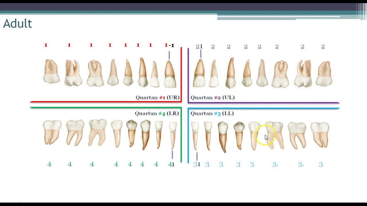 World Dental Federation (FDI) Charting System