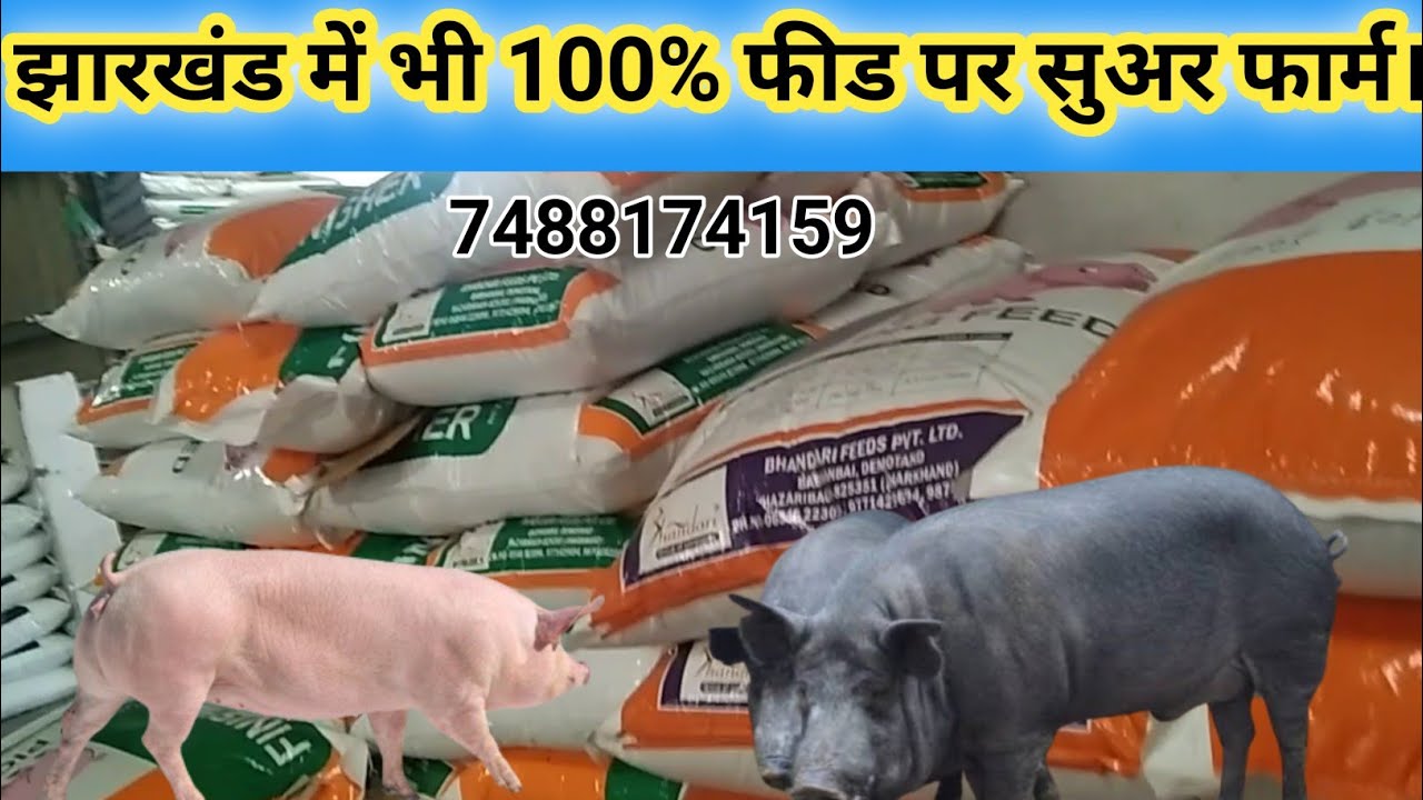 झारखंड में भी 100% फीड पर सूअर फार्म।