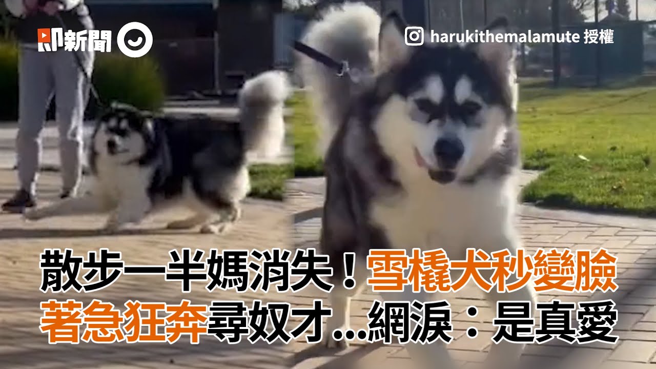 散步一半媽消失！雪橇犬秒變臉　著急狂奔尋奴才...網淚：是真愛│寵物│狗狗
