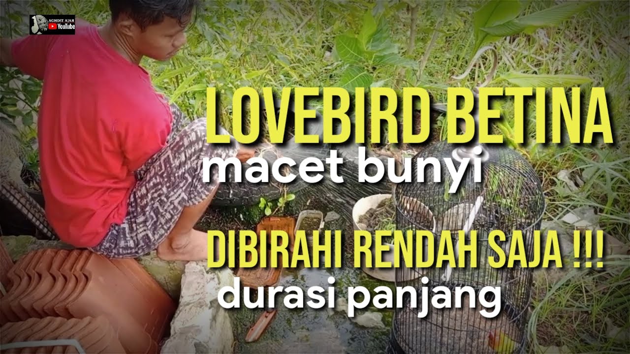 LOVEBIRD BETINA MACET!!! DURASI TIDAK KELUAR kuncinya (DIBIRAHI)