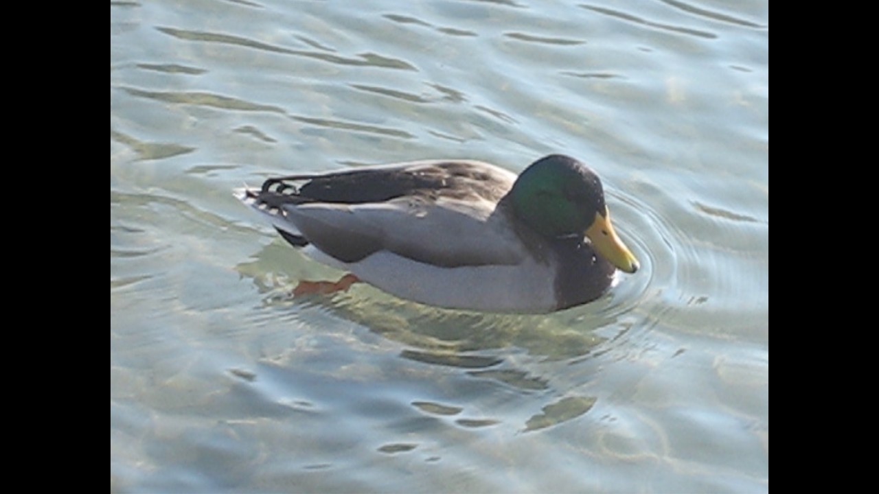 O Pato (Bossa Nova)