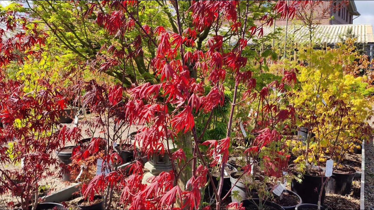 Japanese Maples - Visiting GartenBaumschule Dittmann (Nursery), April 20 '24