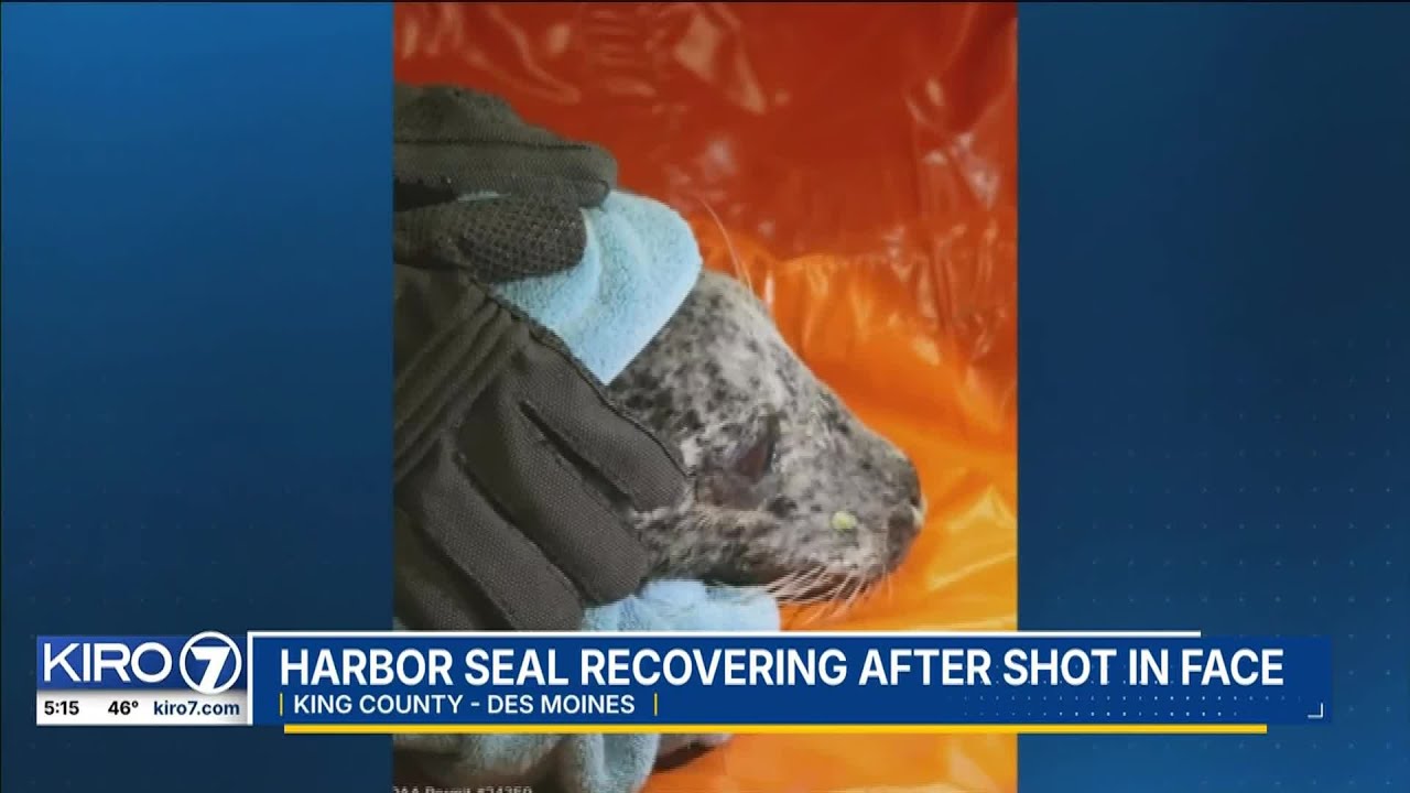 Harbor seal shot in the face near Hood Canal showing signs of improvement