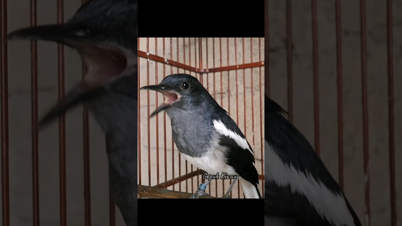 Kacer betina gacor #kacerbahan #kacergacor #kacermania