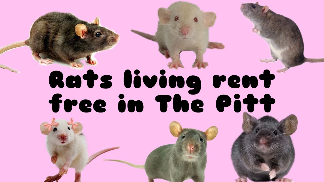 Rats living rent free in The Pitt for 4 Minutes