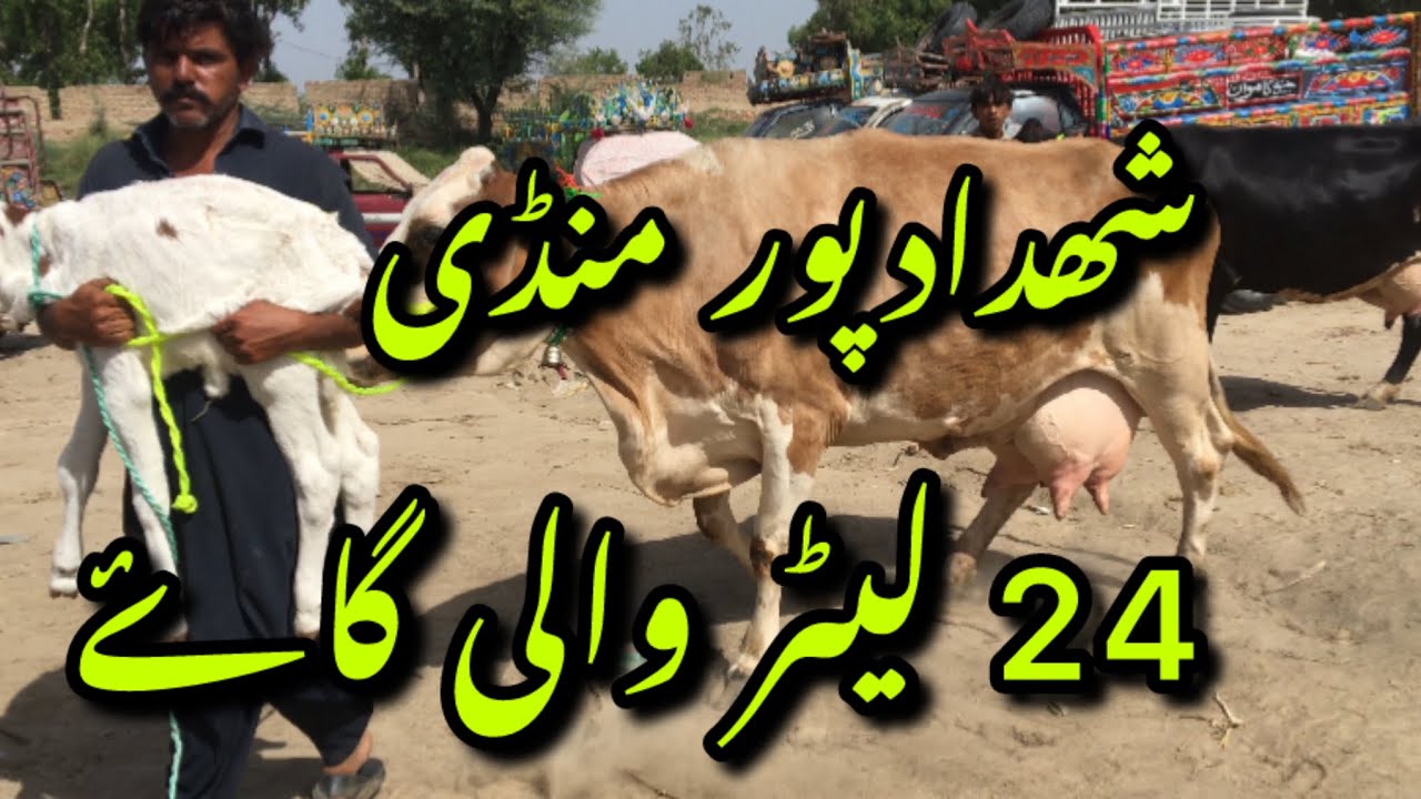 Shdadpur Mandi October 2025