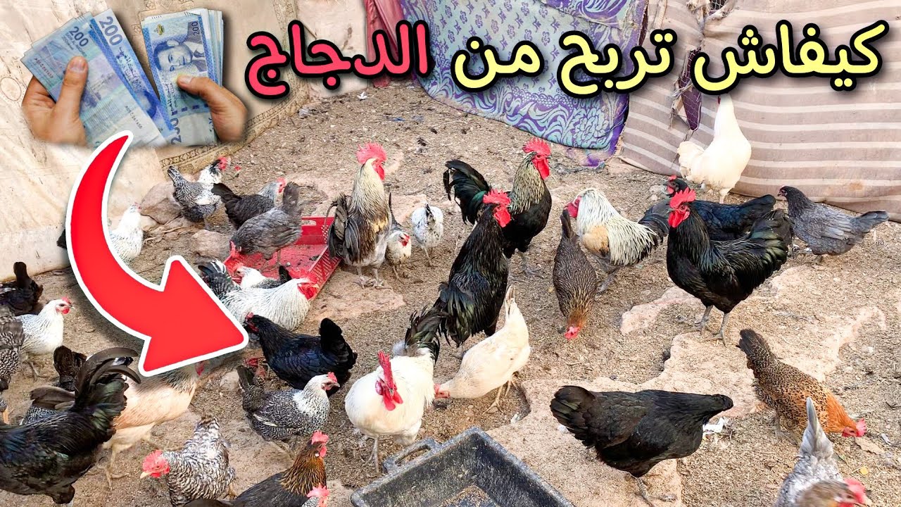 تربية قطيع جديد من الدجاج🐓 والزيادة في الأرباح 💶