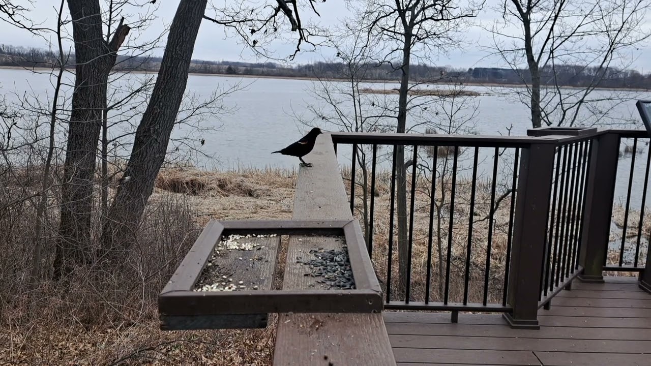 Feeder Birdcam Rose Lake Fort Atkinson Wisconsin Dorothy Carnes Park April 9th 3pm