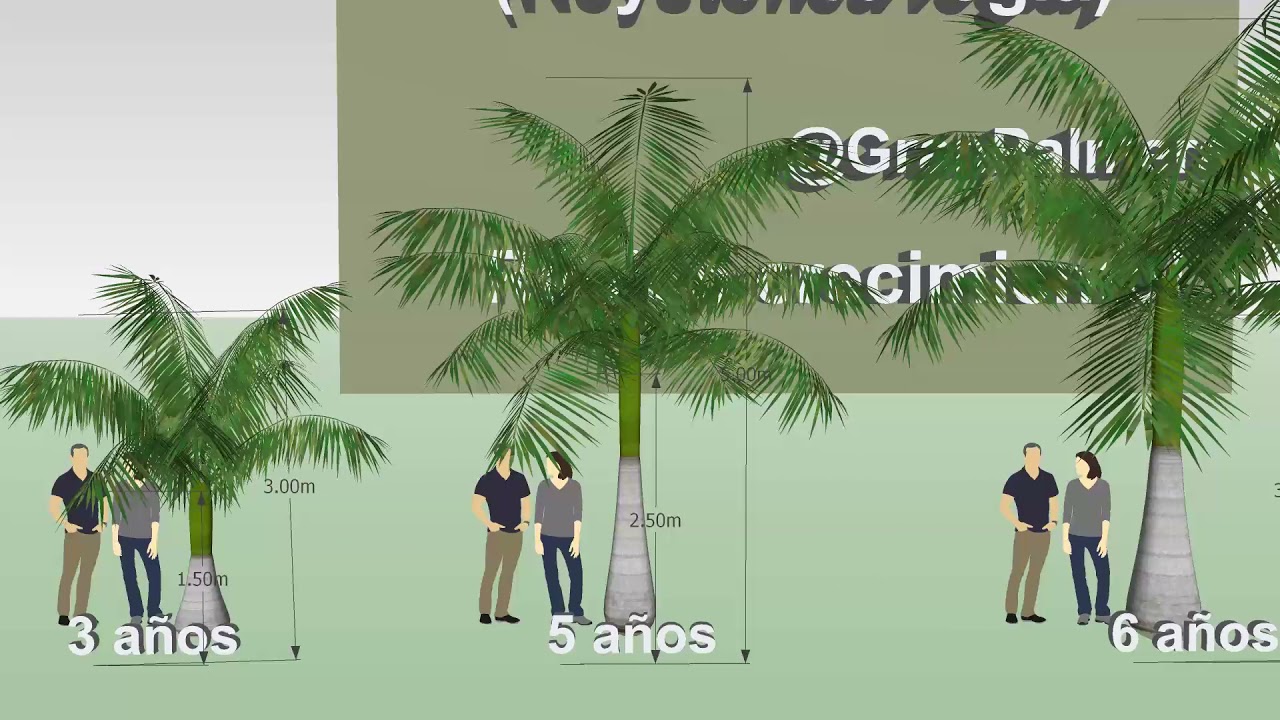 R&aacute;pido de crecimiento de la 🌴 Palmera Real Cubana, Imperial o Royal Palm (Roystonea regia)