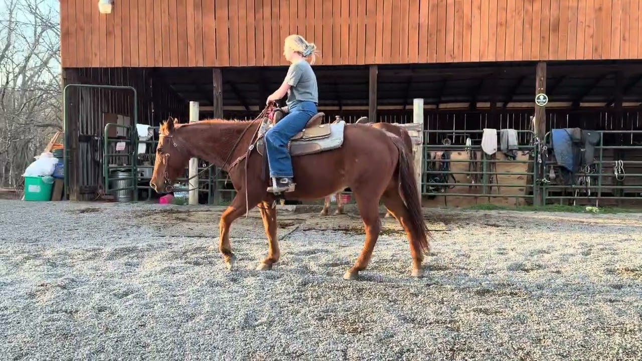 ❤️SUPER NICE ❤️                                RED ROAN RANCH GELDING $3700