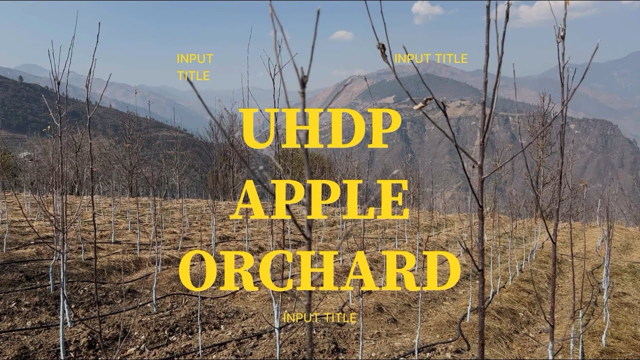 UHDP seedling first year pruning based on Prem Chauhan model