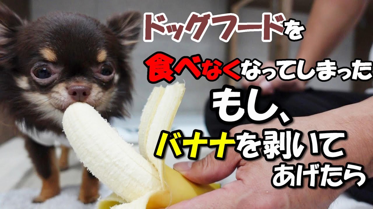 生まれてはじめてバナナを食べたチワワの反応がこちらです