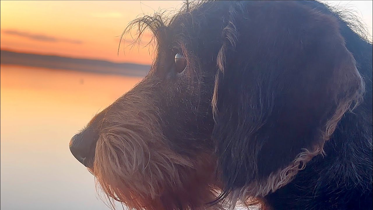 A Magical Sunset by the Lake with Teddy the Dachshund