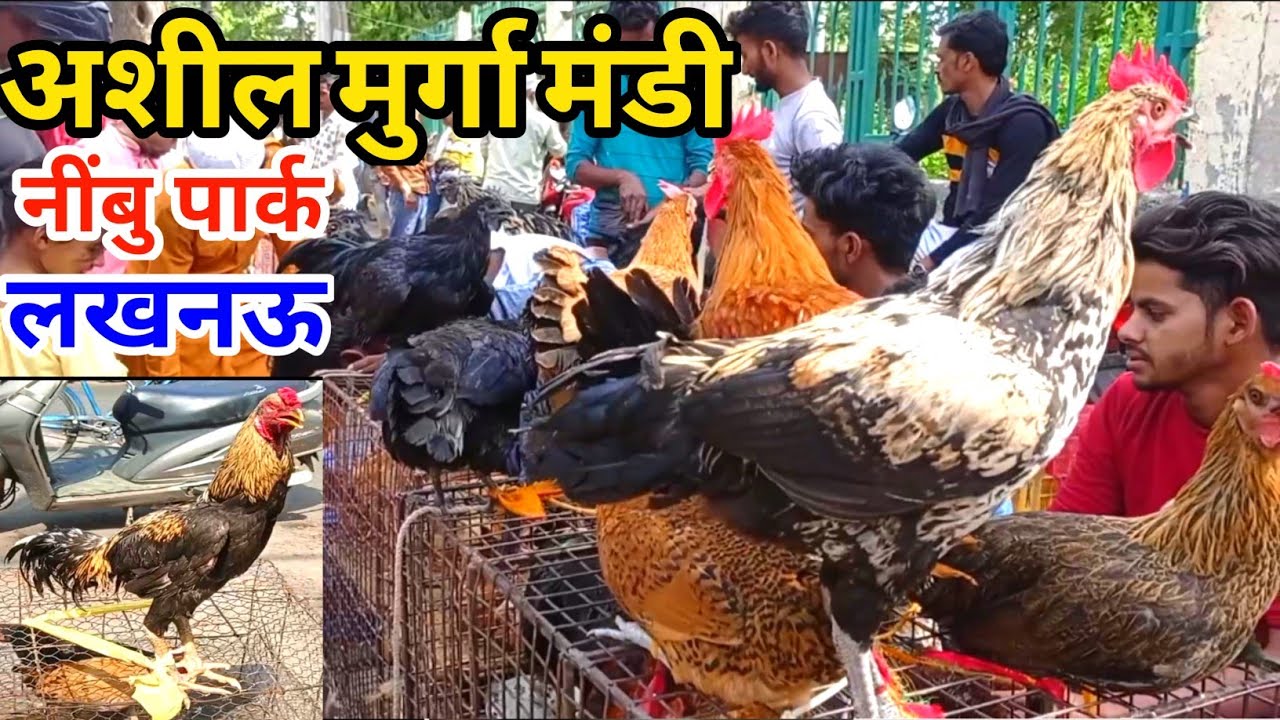 अशील मुर्गा मंडी नींबु पार्क लखनऊ 30/04/24 |Aseel Murga Mandi |Murga Mandi Lucknow