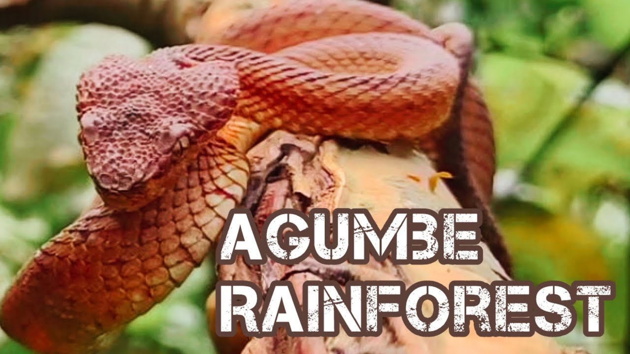 Herping tour  | Agumbe Rainforest | Part -1