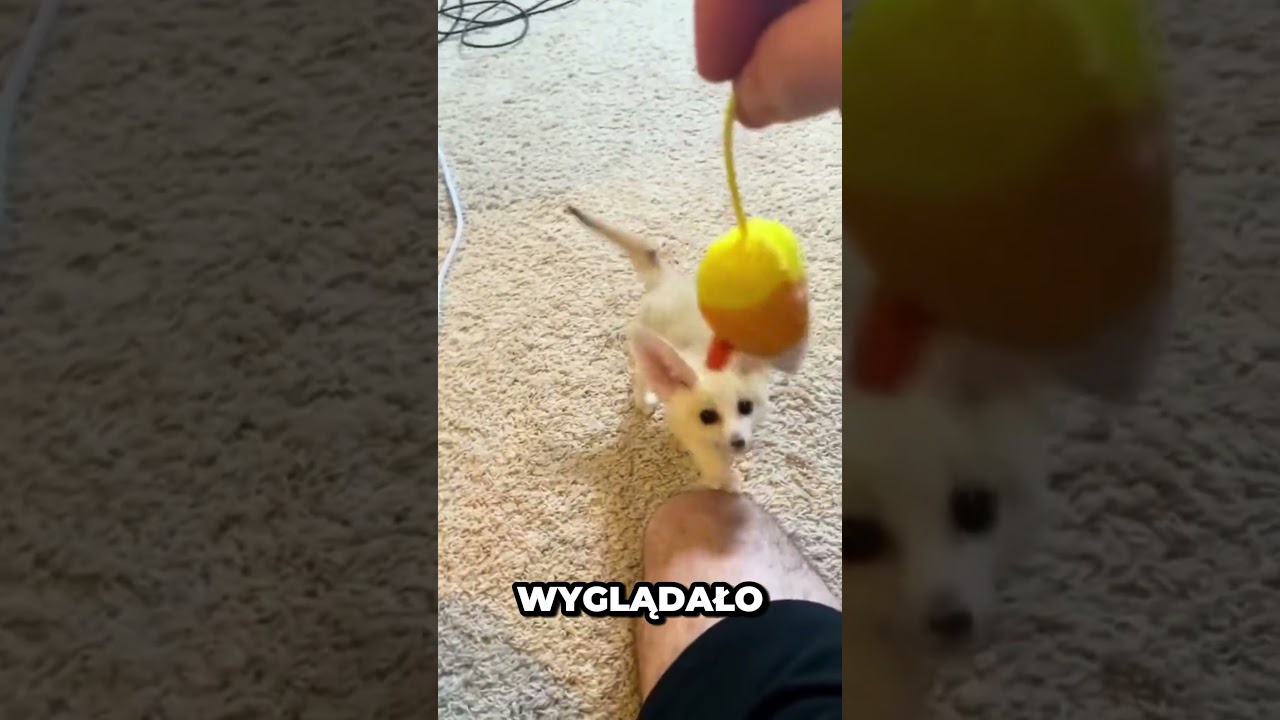 Myślał że uratował kotka dop&oacute;ki nie ur&oacute;sł 🦊#fox