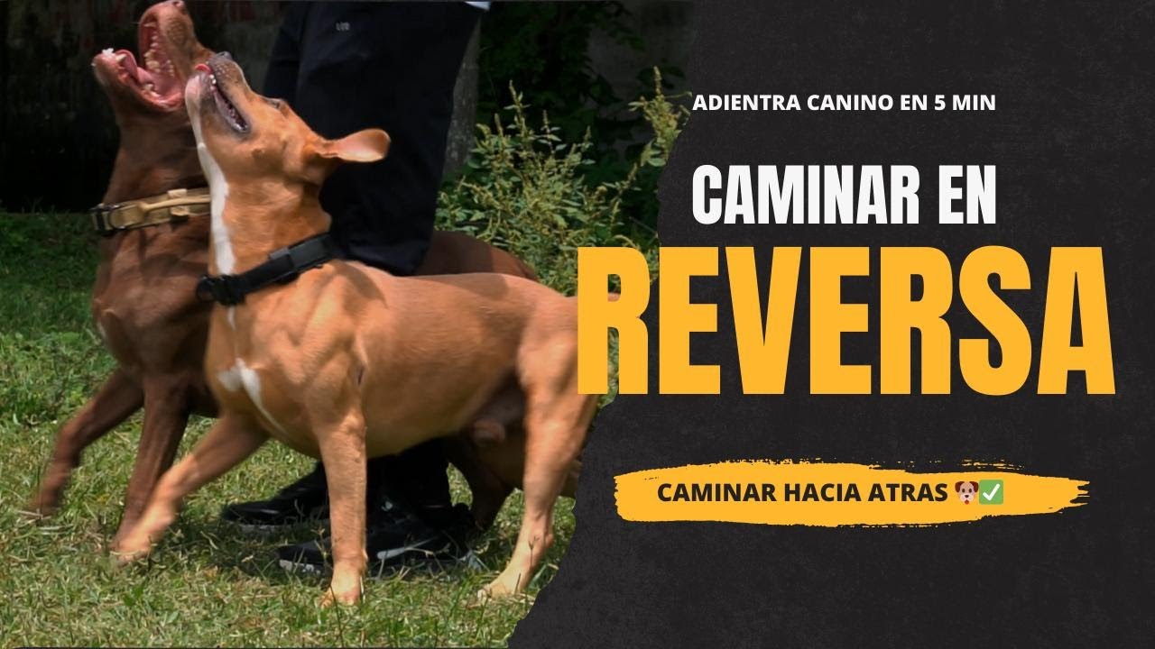 ENSEÑA  a tu PERRO el comando REVERSA (Caminar hacia atrás)🐶✅