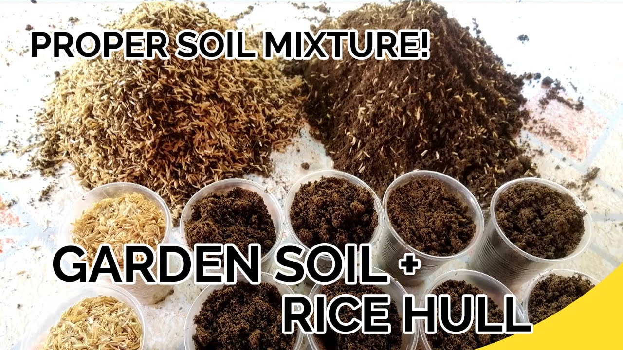 TAMANG MIXTURE NG IPA NG PALAY SA GARDEN SOIL | Proper Ricehull Mixture for Garden Soil