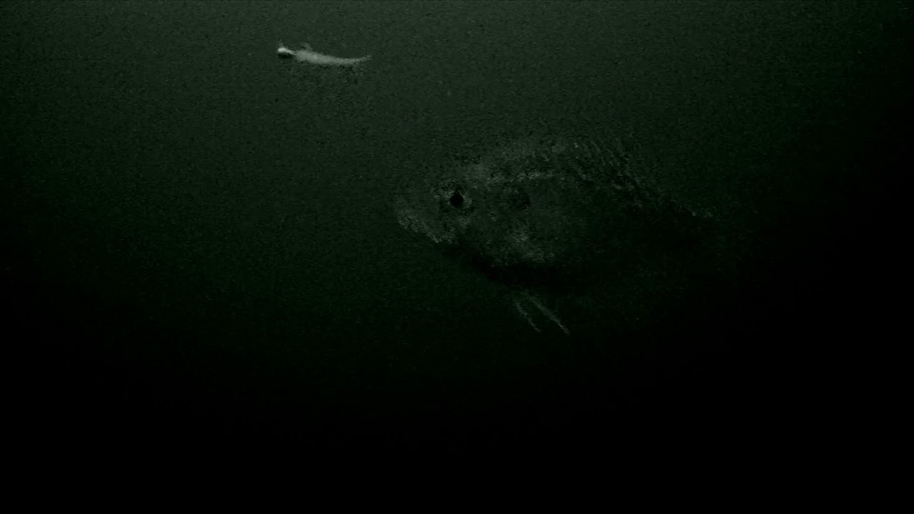Marcum Quest Test 40ft Crappies