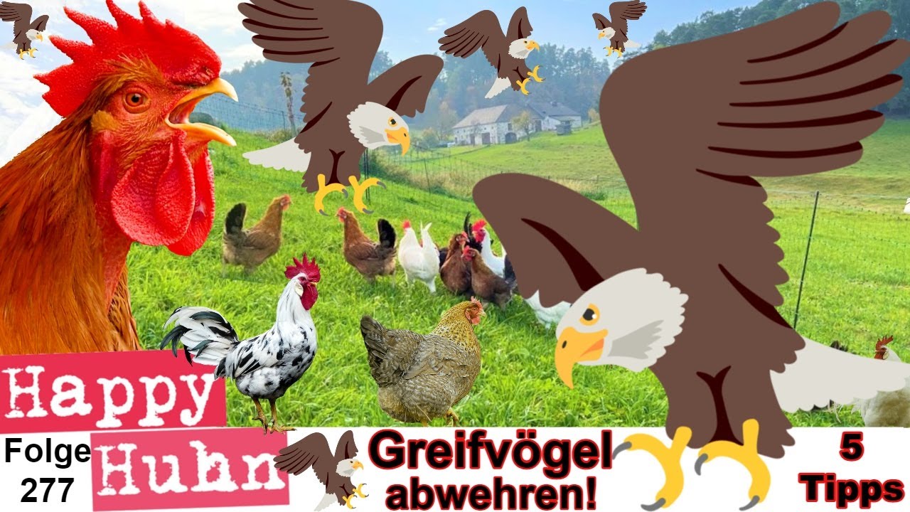 Hühnerhaltung: Die 5 besten Tipps gegen Greifvögel die Hühner jagen! HAPPY HUHN E 277 -Hühnerzucht
