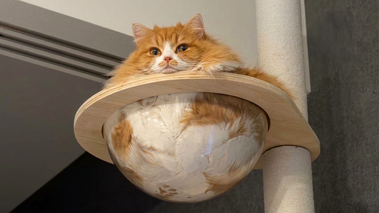 Watch Out For These Hilarious CATS! 🤣 Funniest Cat Videos