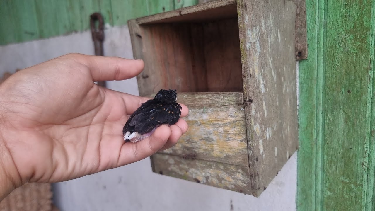 MURAI BATU KOK DI MANDJAH⁉️