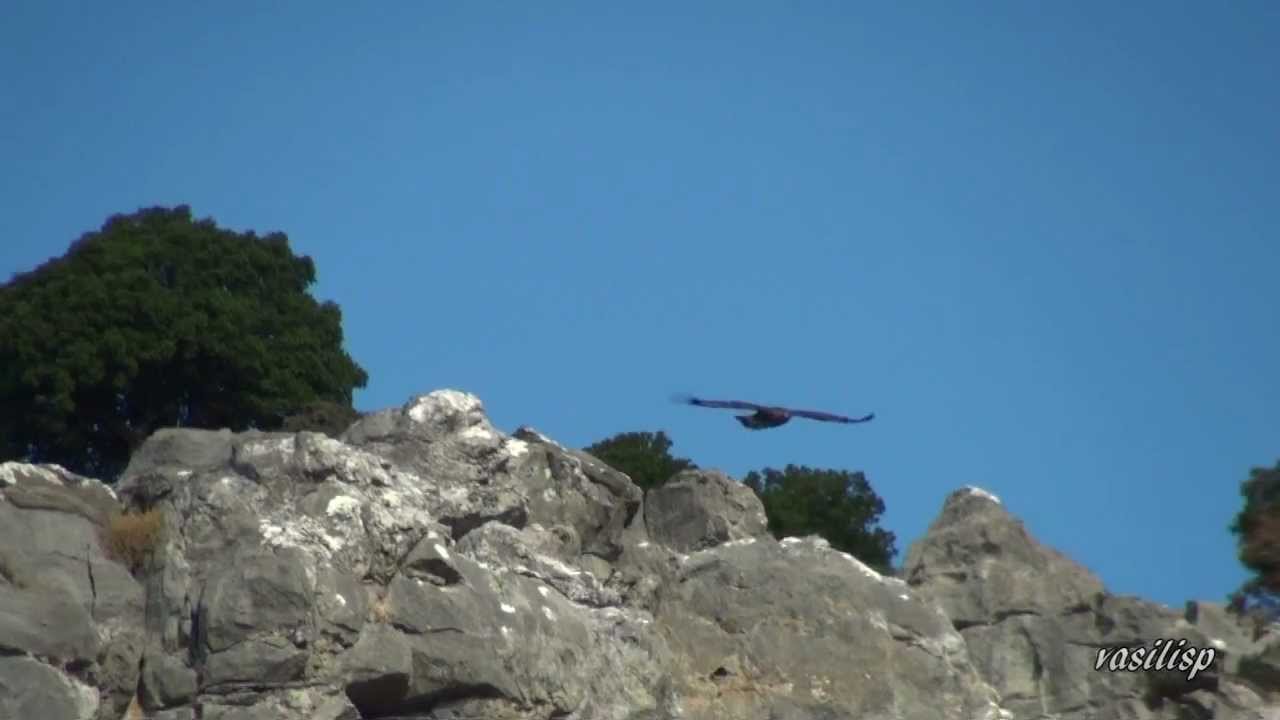 Χρυσαετός ή βιτσίλα (Aquila chrysaetos)