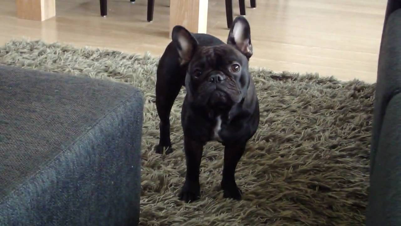 French Bulldog crying