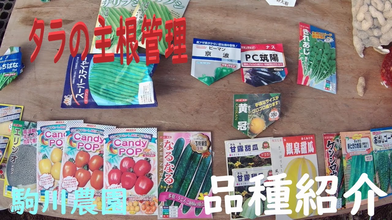 タラの木の殖やし方（２）と前半栽培品種の紹介および播種注意点。目指せ100品目　邑南町　駒川農園　21. 2 .7