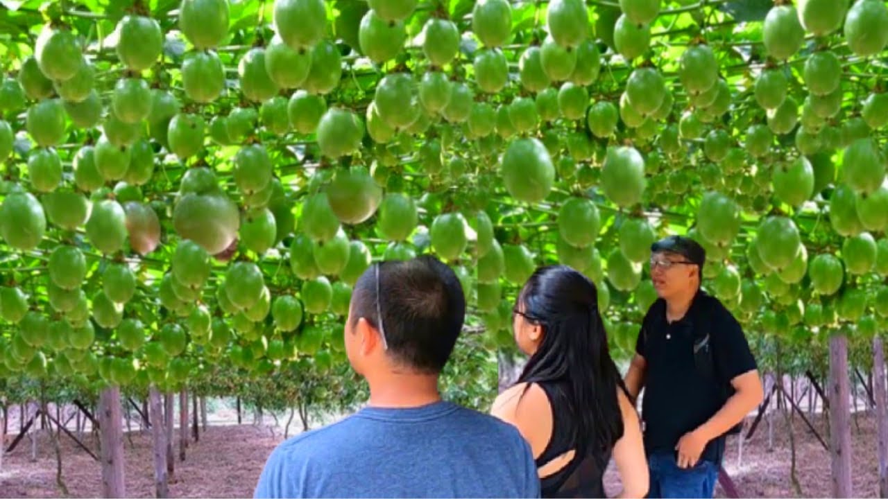 Passion Fruit Harvesting, Cultivation & Processing Process. Passion Fruit Production Process Factory