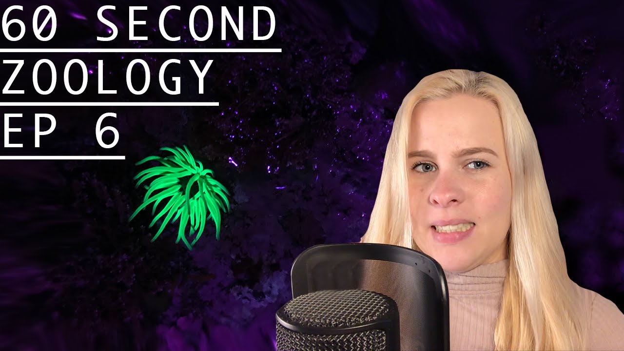 60 Second Zoology - Sea Anemone Nematocysts