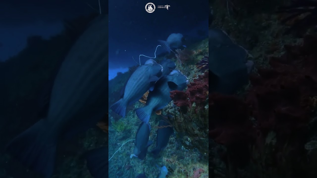 Raja Ampat: Kehidupan tersembunyi surga penyelaman bawah laut