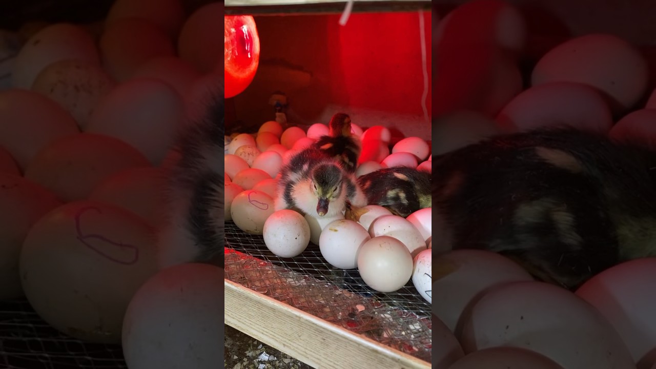 Amazing muscovy duck Hatching 🐣