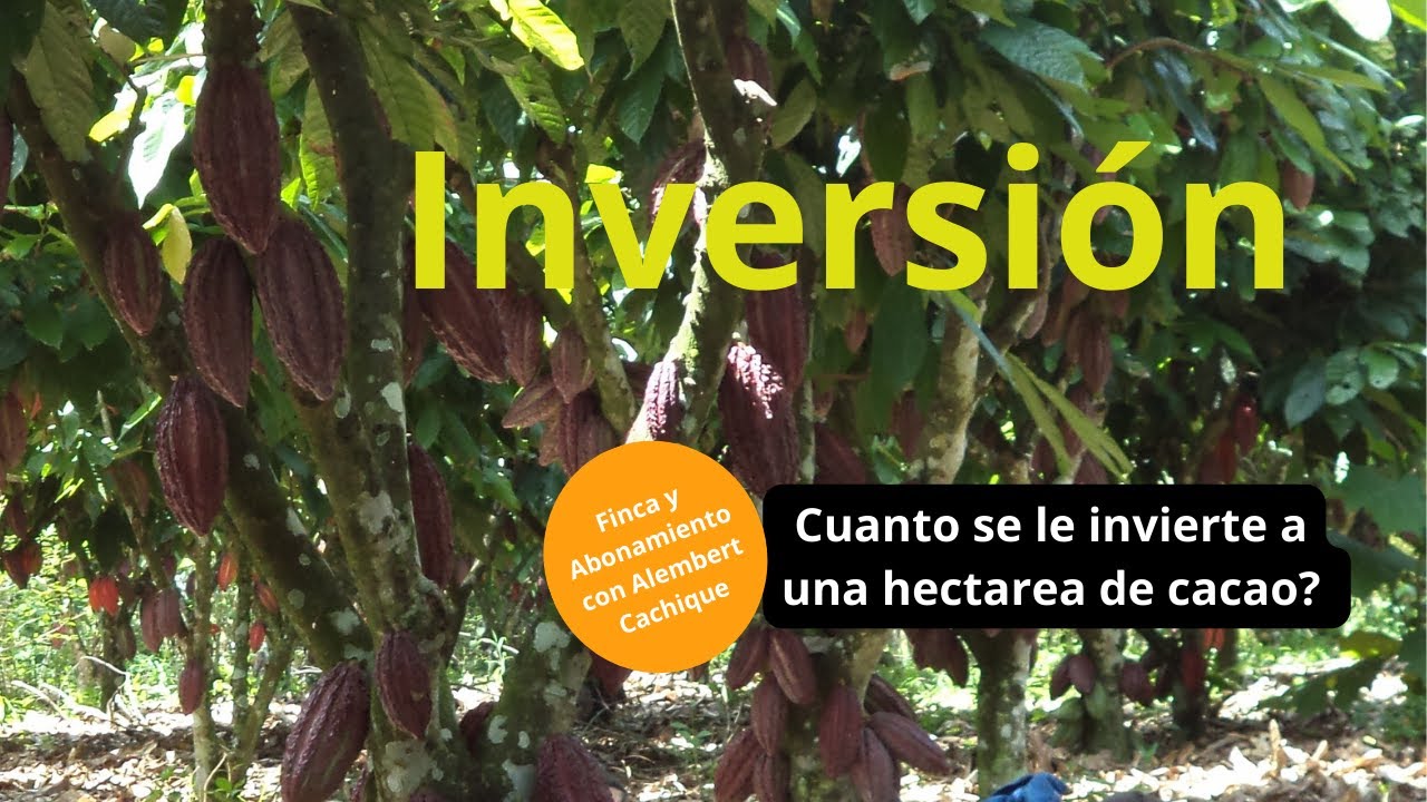 CUANTO SE LE INVIERTE A UNA HECTAREA DE CACAO