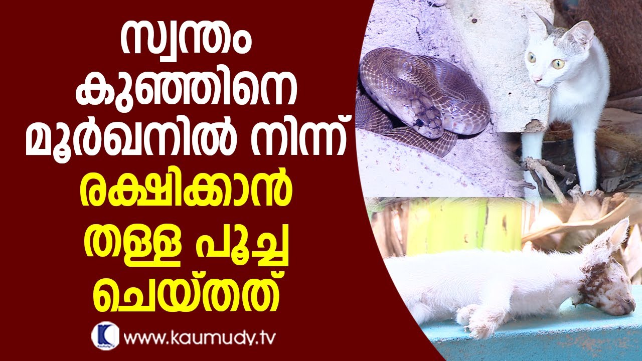 OMG ! What the mummy cat did to save its kid from a cobra | Snake Master EP 258 | Kaumudy TV