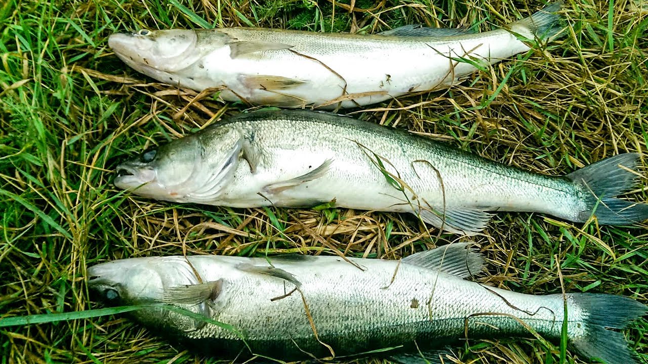 Ловля СУДАКА в Сентябре на донки. Как ловить судака на донку | Fishing ZANDER | zandart cope Lielupē