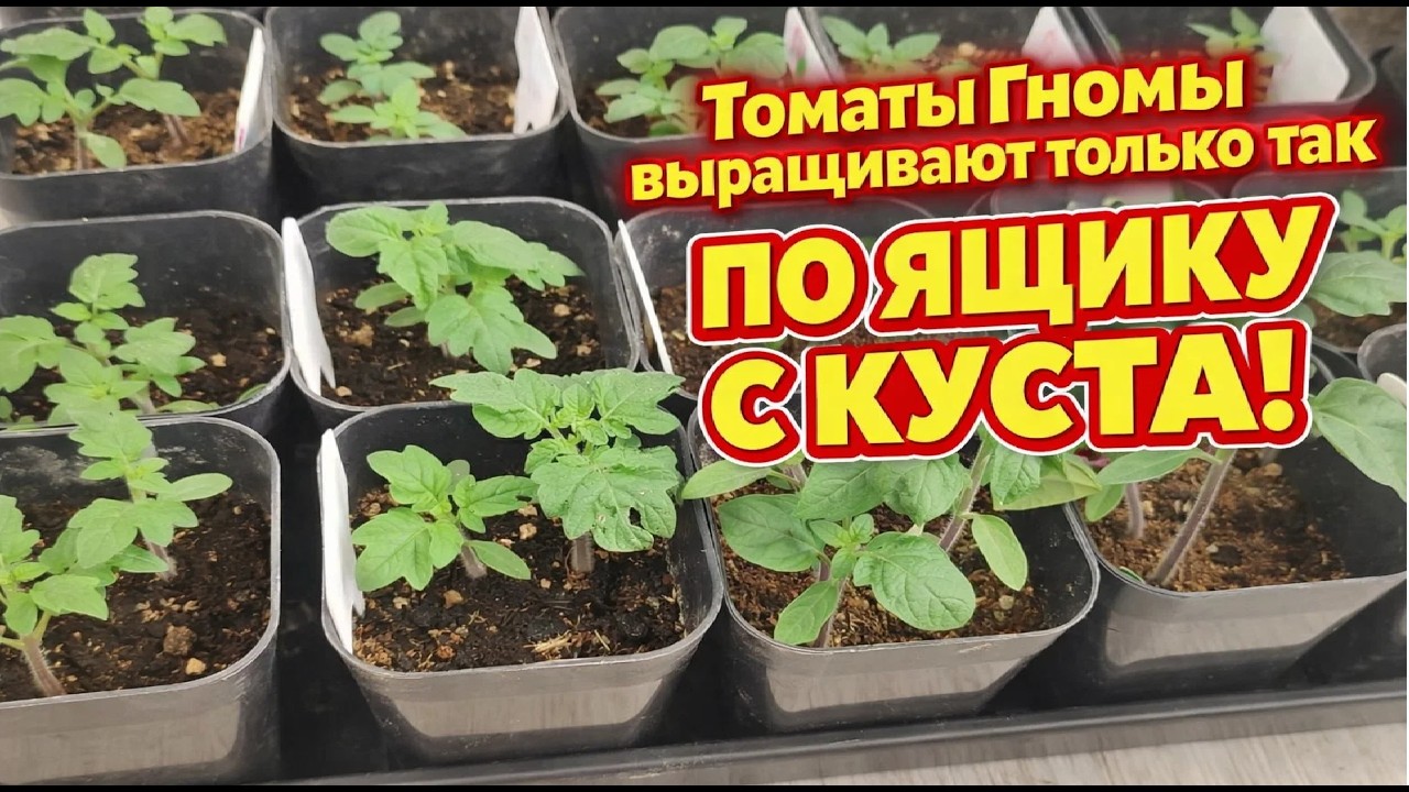 А вы уверены, что ТОМАТЫ ГНОМЫ выращиваете правильно? Частые ошибки, не допускайте их!