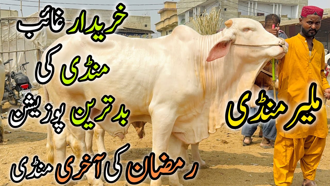Malir Mandi Karachi Cattle Rates Update | 17 March 2026 | Cow Mandi 2026