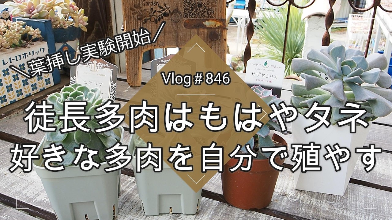 【Vlog846】【多肉植物】徒長多肉はもはやタネ！好きな多肉を自分で殖やす【カット】【葉挿し実験開始】【ヒアリナコレクション】